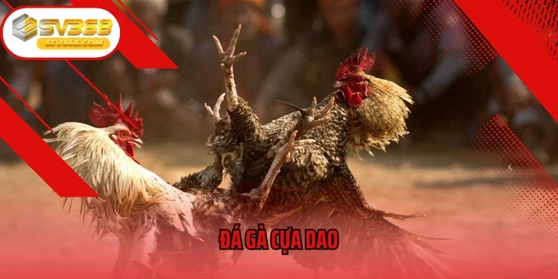 Đá Gà Cựa Dao – Môn Thể Thao Dân Gian Hồi Hộp Và Thách Thức