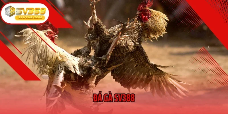 Đá Gà SV388 Trực Tuyến – Cuồng Nhiệt Và Hấp Dẫn Từng Giây
