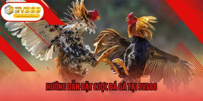 Hướng dẫn đặt cược đá gà tại SV388
