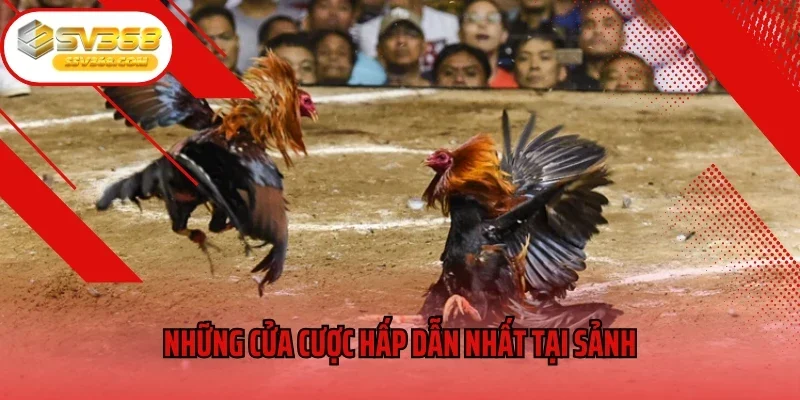 Những cửa cược hấp dẫn nhất tại sảnh