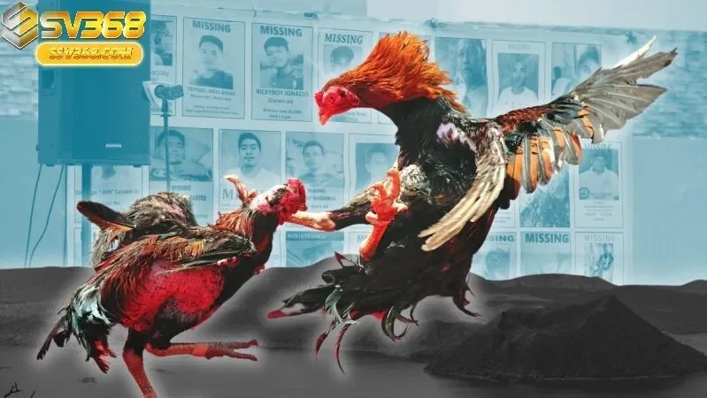 Vì Sao Đá Gà Philippines Sv368 Luôn Thu Hút Người Chơi?