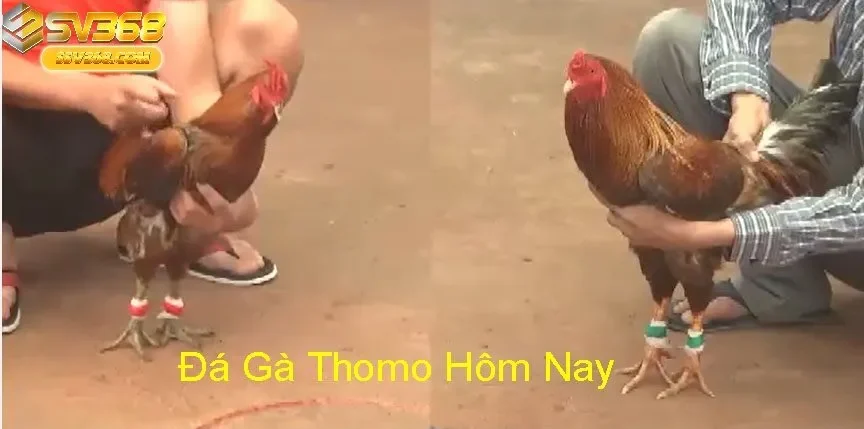 Điểm Khác Biệt Của Đá Gà Thomo Sv368
